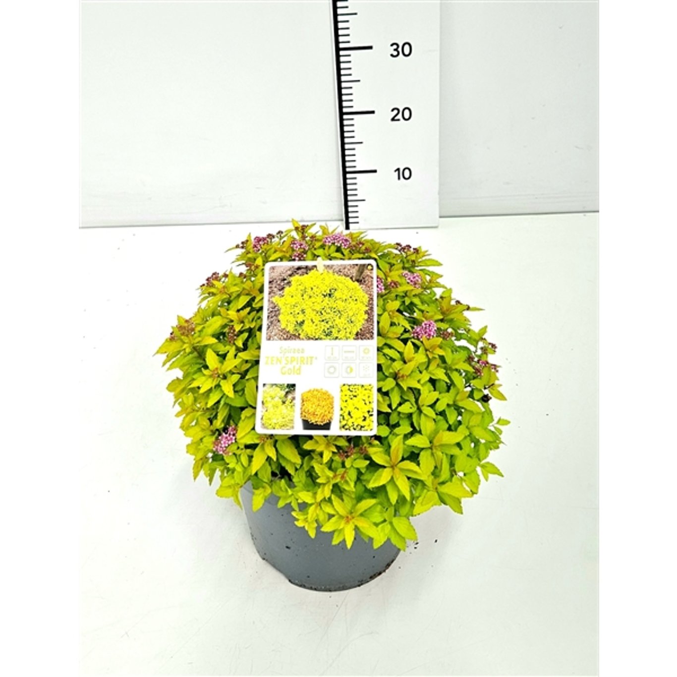 Spiraea jap. Zen'Spirit Caramel - C5